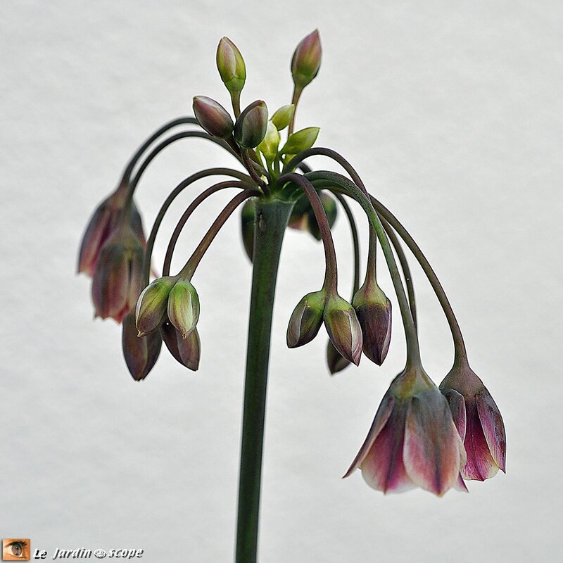 Allium Nectaroscordum siculum
