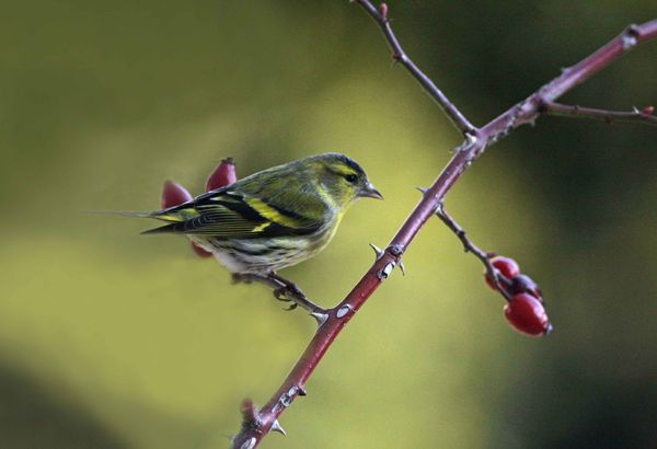 Chardonneret jaune — Wikipédia
