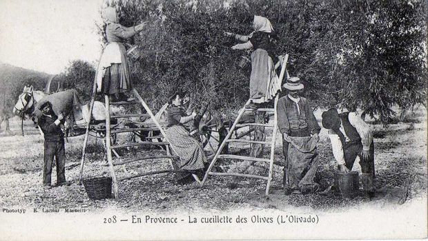 Cueillette-des-olives-5