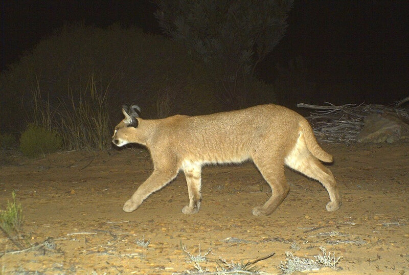 Photo de caracal issue d'un piège photographique posé dans le Karoo-2