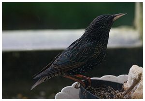 etourneau_balcon_tempete_240109