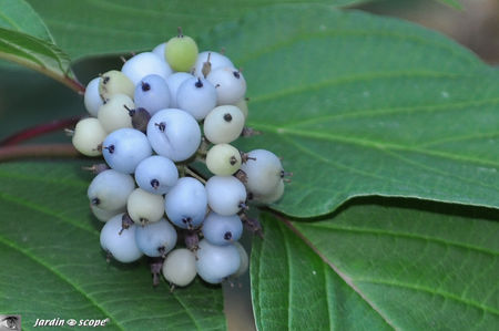 Viburnum_sp_2