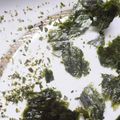 Métamorphose de metz en algue - terre d'ouest vent d'est 