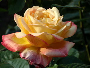 P5170293
