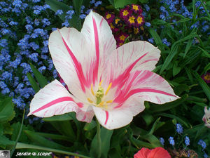 Tulipe_bicolore