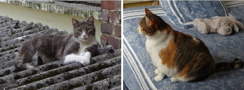 cats 3