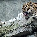 Russie : le léopard de l’amour s’éloigne du gouffre de l’extinction