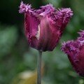 Tulipe le louvre - valbella