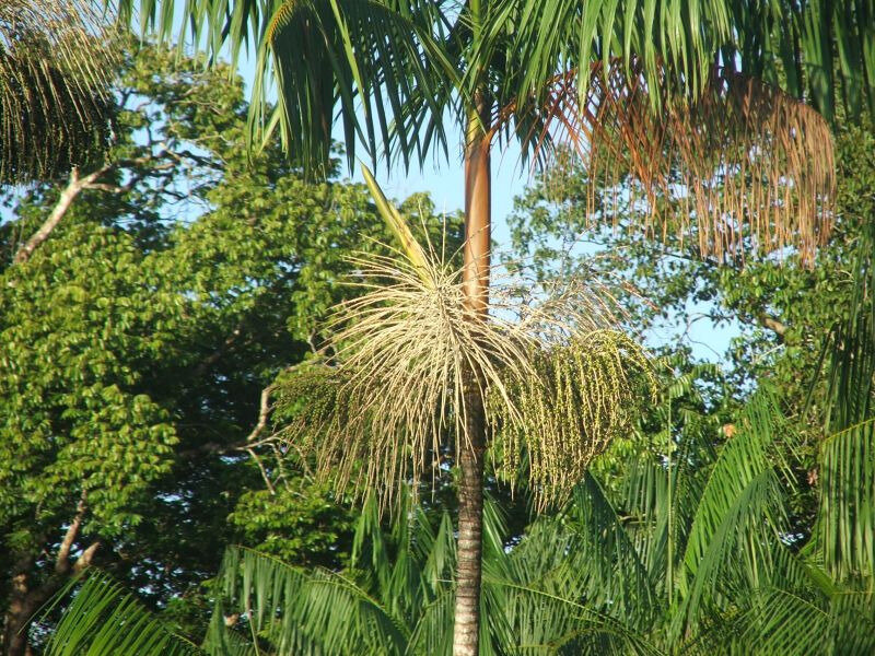 Acai-palmier
