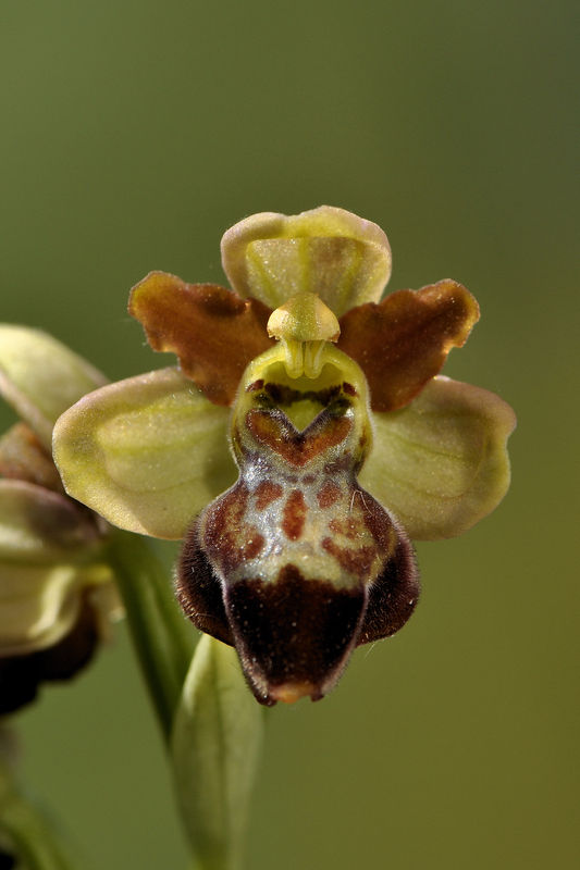 _DSC0034_Ophrys_aveyronensis_x_Ophrys_sulcata