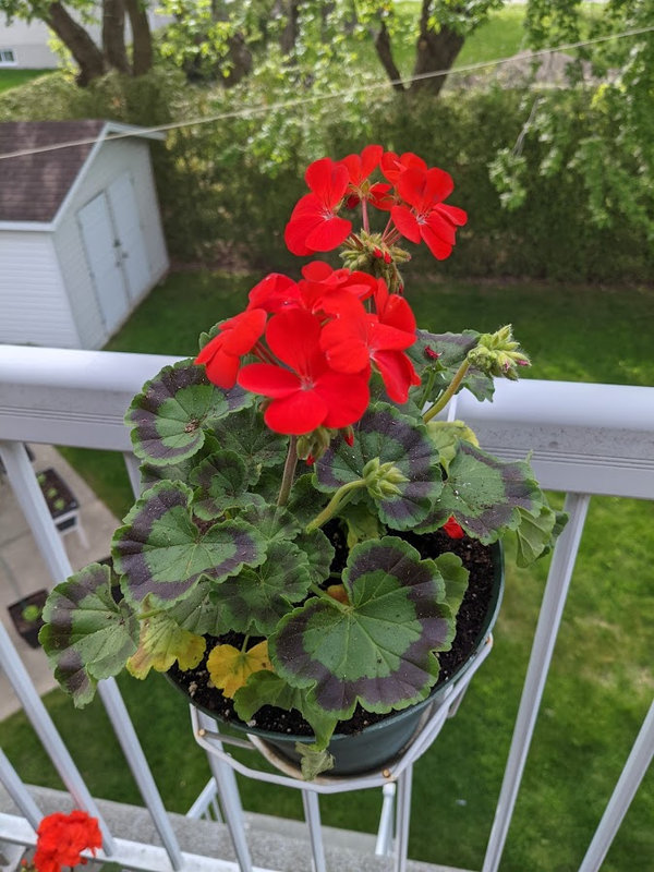 plante 4