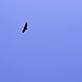 Un vautour à Boesou.