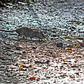 Rats,noix, épisode ii