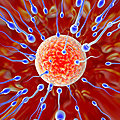 20110914164354-spermatozodesovule