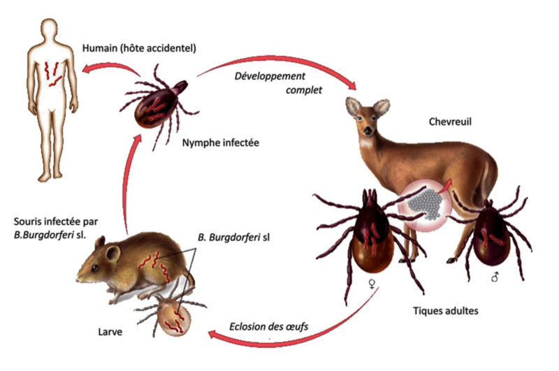 agents de la maladie de Lyme