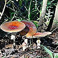 Champignons_des_bois
