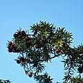 P1120746 (2)