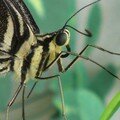 Papilio demodocus • Papilionidae