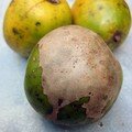 prune de Cythère