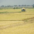 récolte mécanique du riz