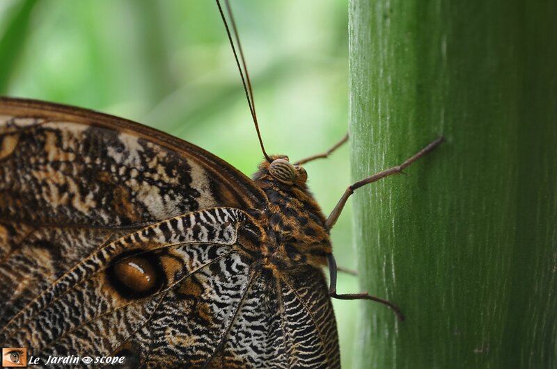 Caligo atreus • Brassolidae