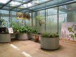 Expo Patates