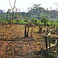 La liaison recherche-(vulgarisation)-développement pour la filière céréalière en côte d'ivoire, 1988