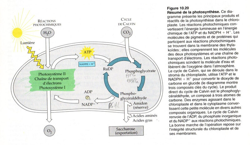 Fig 10-20 un résumé de la photosynthèse