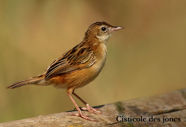 Quel Est Donc Cet Oiseau Photos Doiseaux