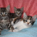 O) Chiens et chats