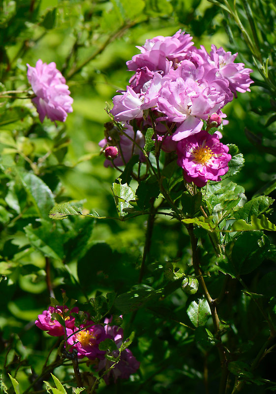 Petites roses 1 10-07-21