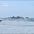 ANTO_LINE_UP_VAGUES_DU_LEVANT__ADRIAN