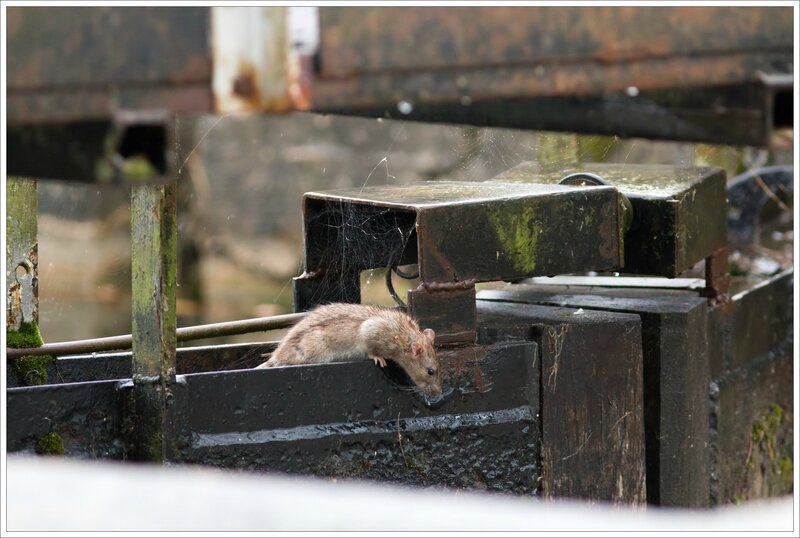 ville pluie rat ecluse 5 241016
