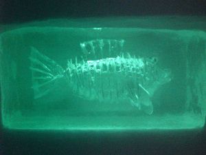 poisson