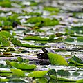 Tortue