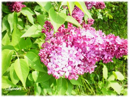 Lilas_de_Mamy