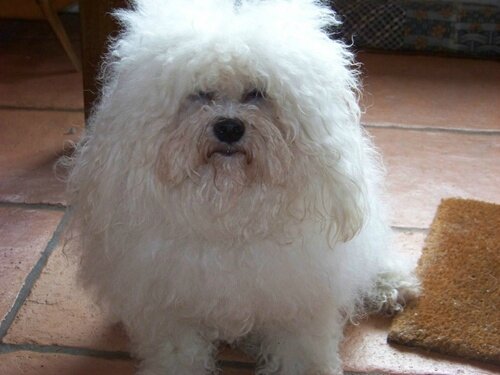 caniche rencontres annonce