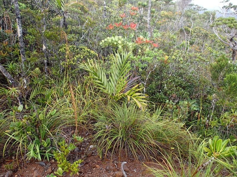photo 41- Vegetation dense et palmiers