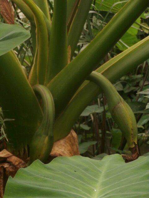 P6170043