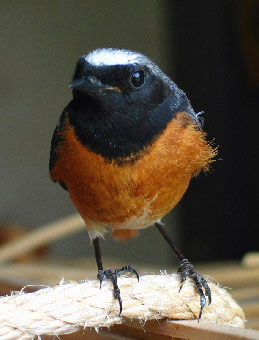 Un Peu De Tendresse Oiseaux Et Compagnie