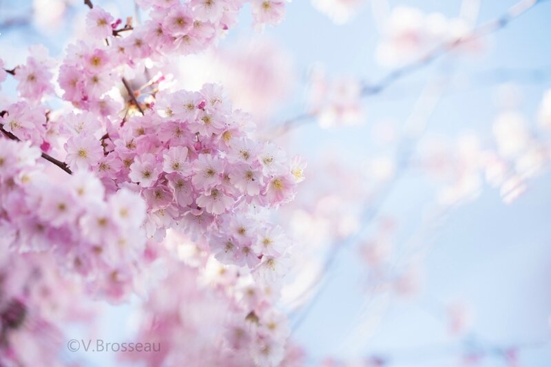 cerisier-japonais17-05