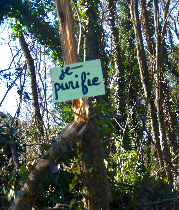 l'arbre purifie