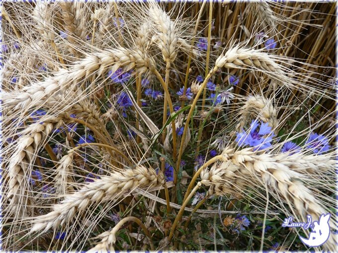 Ronde ete 2014 bleuets dans blé