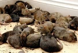 rats4