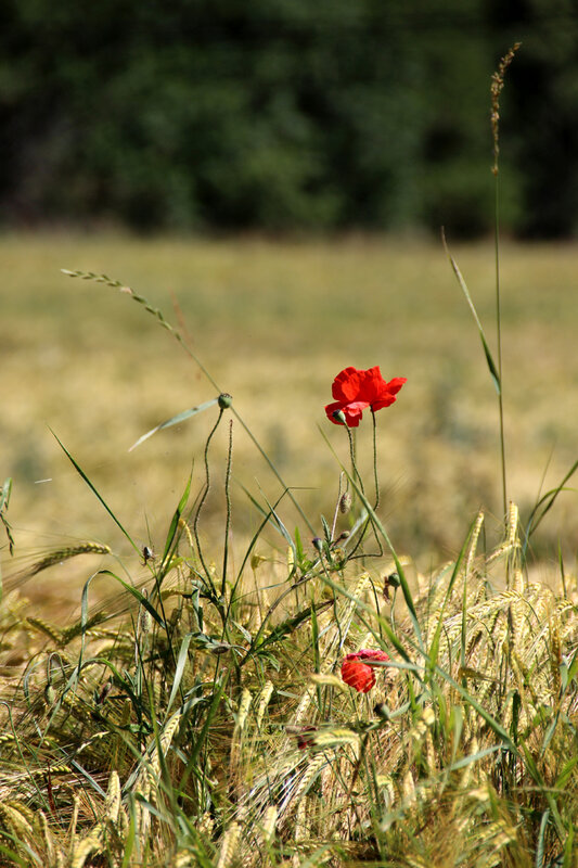 ble_coquelicots