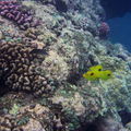 2ème album poissons de la réunion