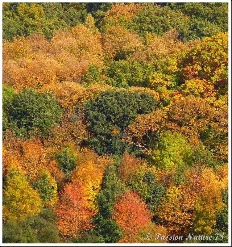 La forêt aux couleurs d'automne (2)