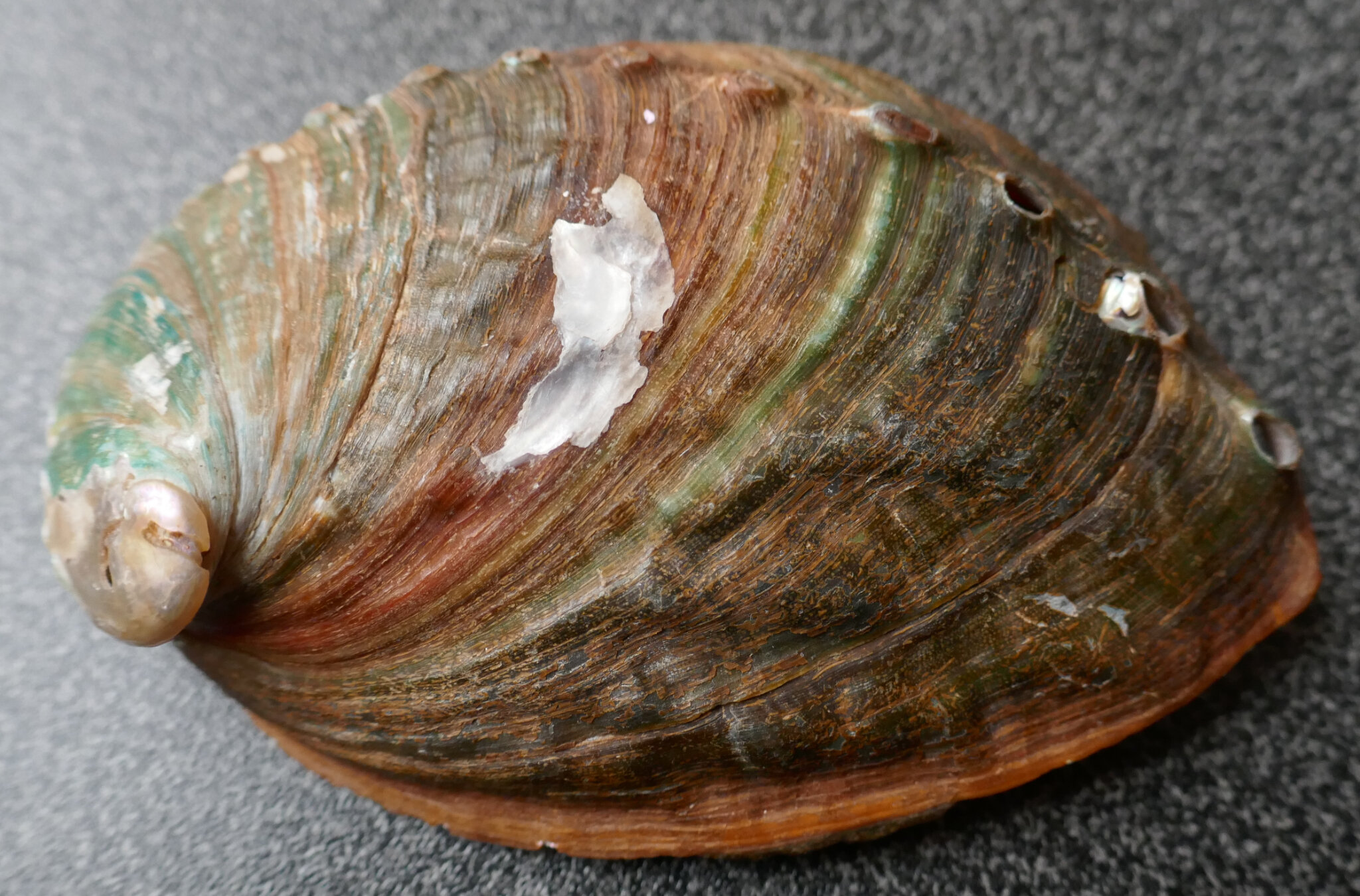 Coquille d'ormeau B O T S O C L I C