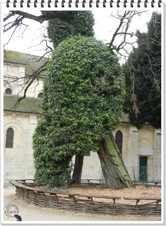 plus vieil arbre