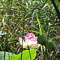 Les lotus à l'étang de Font Merle